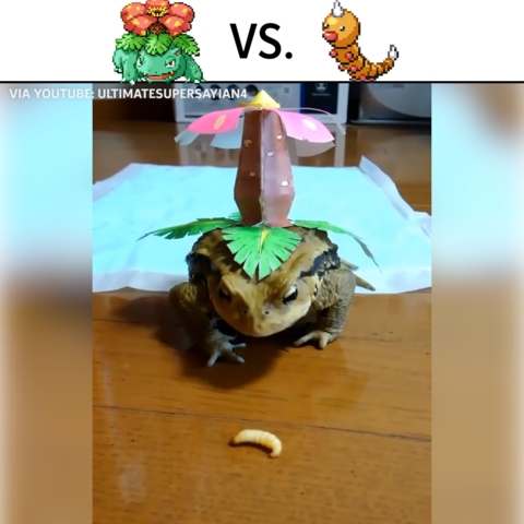 Weedle Irl 😂 - Venusaur Frog (480x480), Png Download