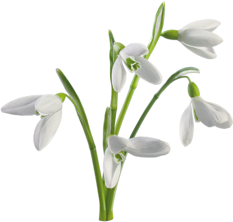 Ptitevivieel18 Kitcollabespoir Lartduscrap - Snow Drops White Background (500x468), Png Download