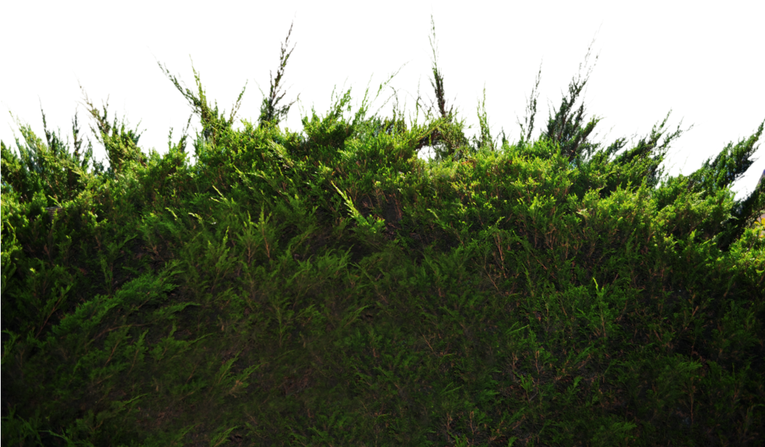 Ground Pine Bush 1 Stock Photo Dsc 0049 Png By Annamae22-d9s4405 (1098x727), Png Download