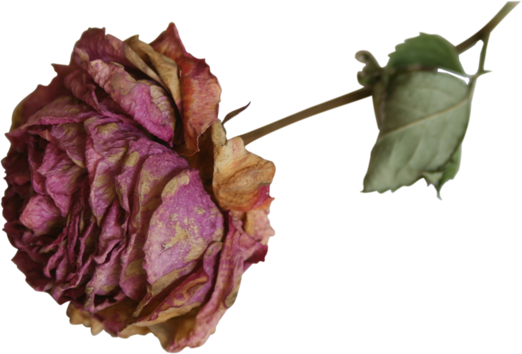 Dried Flower Rose Precut - Dry Flower Png (1024x696), Png Download