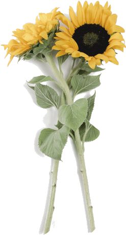 Sunflowers - Dead Sunflower Png (300x500), Png Download