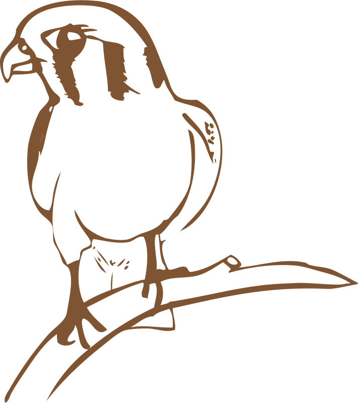 Brown Bird Shower Curtain (711x800), Png Download