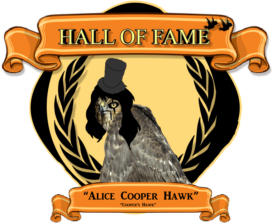 Cooper's Hawk Clipart Transparent - Cooper's Hawk (985x735), Png Download