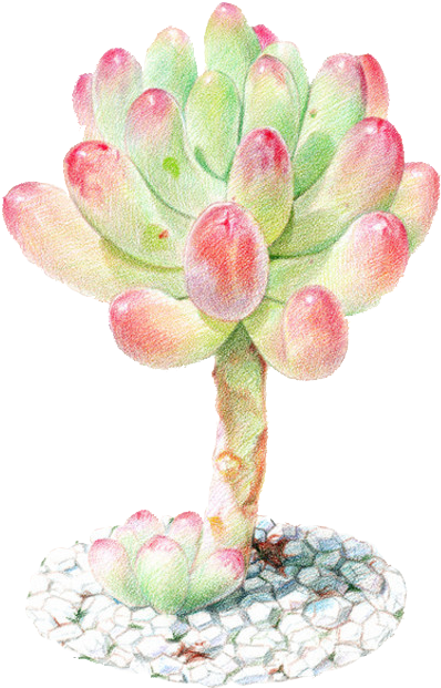 Succulent Plant Watercolor Painting Colored Pencil - Colored Pencil (700x806), Png Download