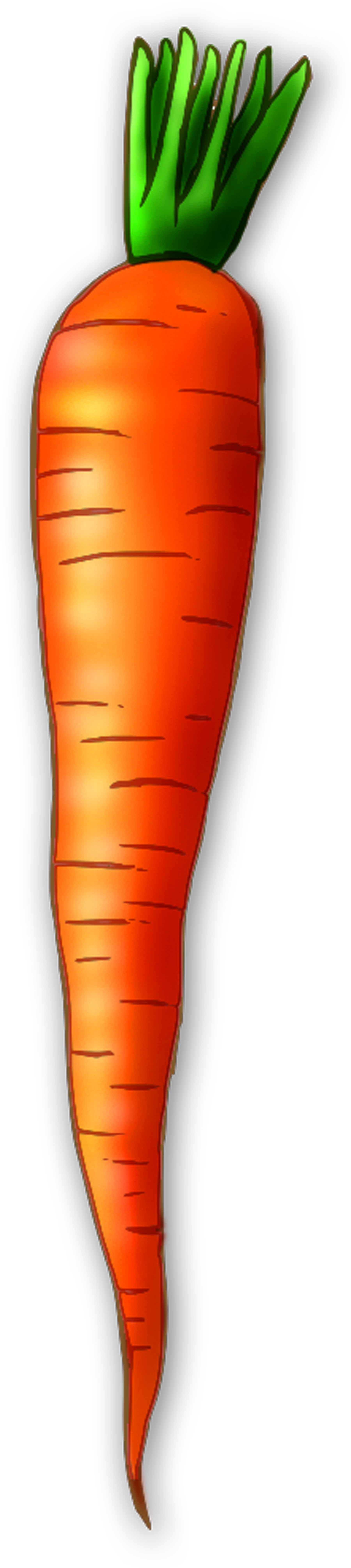 Carrot Clipart Png Format - Carrot Clipart (1800x8047), Png Download