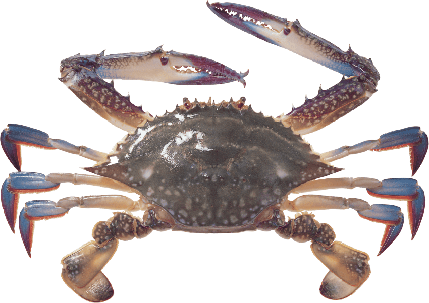 Free Png Crab Png Images Transparent - Crab Png (850x601), Png Download