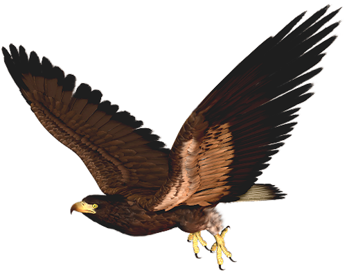 Hawk Png Clipart Picture - Hawk Clip Art (505x398), Png Download