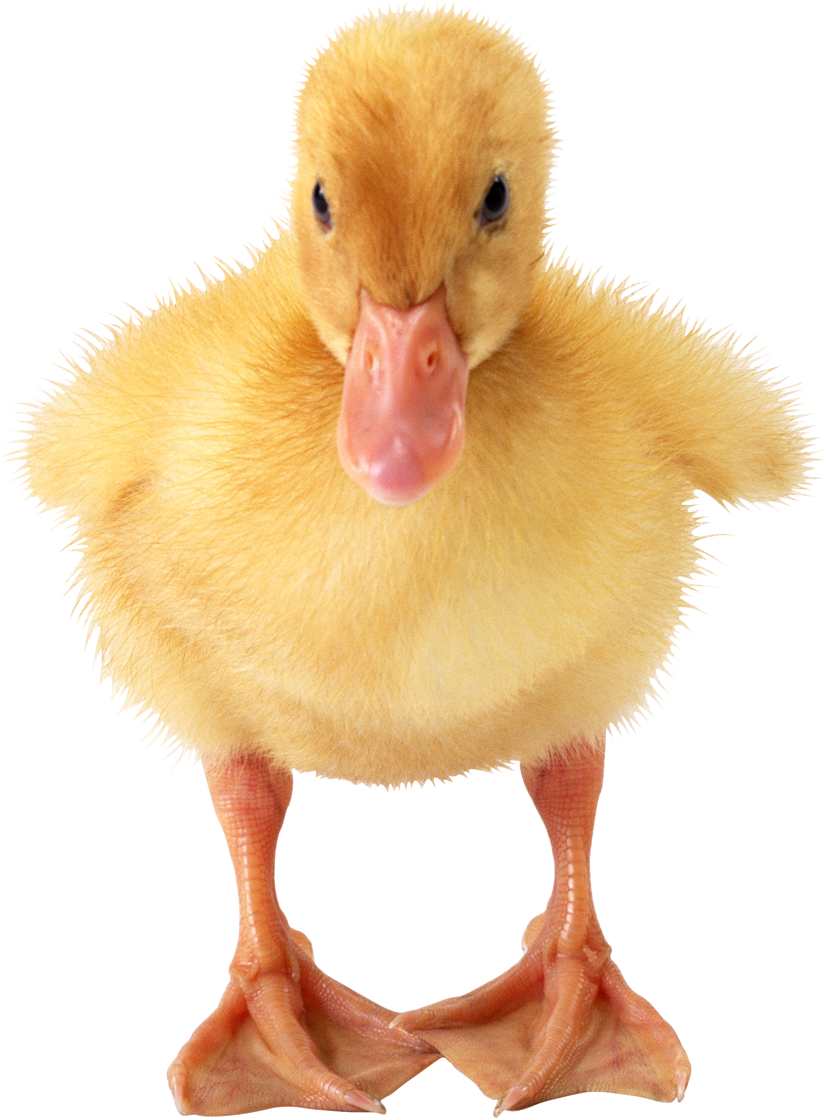 Little Duck Png - Duckling Png (1622x2192), Png Download