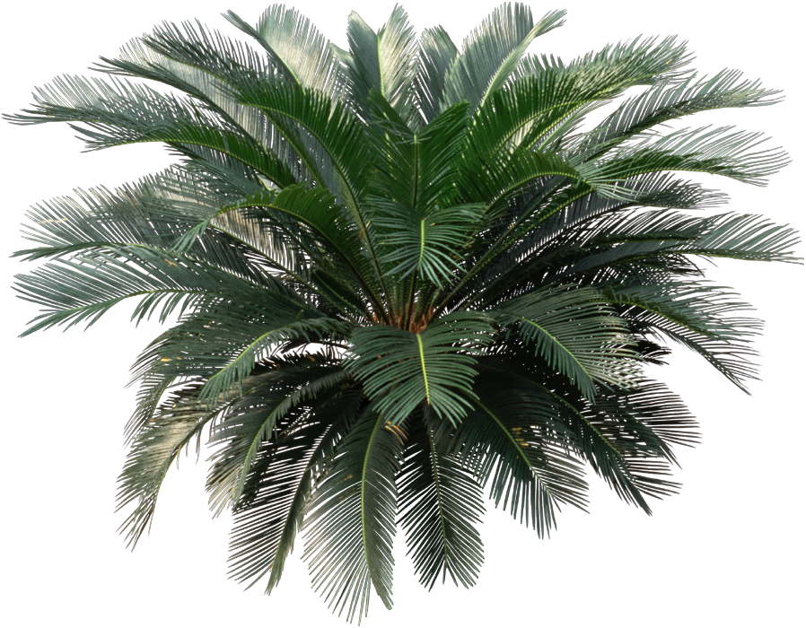 House Plant Png - Sago Palm Png (898x700), Png Download