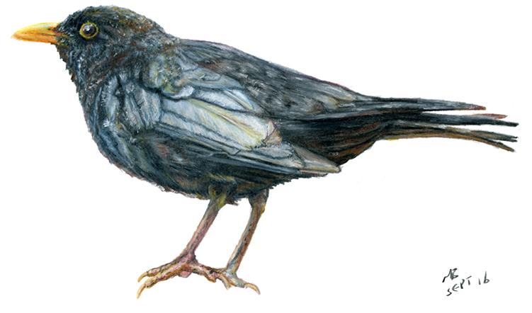 Blackbird, Watercolour Pencil Drawing - British Bird Pencil Drawing (750x476), Png Download
