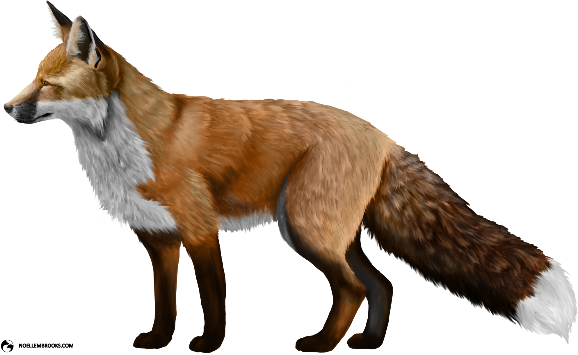 Fox Png (1996x1235), Png Download