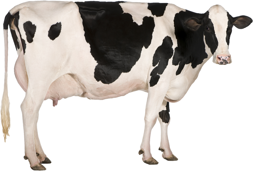 Dairy Cow Png Image - Cow Stock (992x644), Png Download