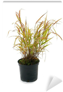 Ornamental Grass Hakonechloa Macra Wall Mural • Pixers® - Hakonechloa (400x400), Png Download