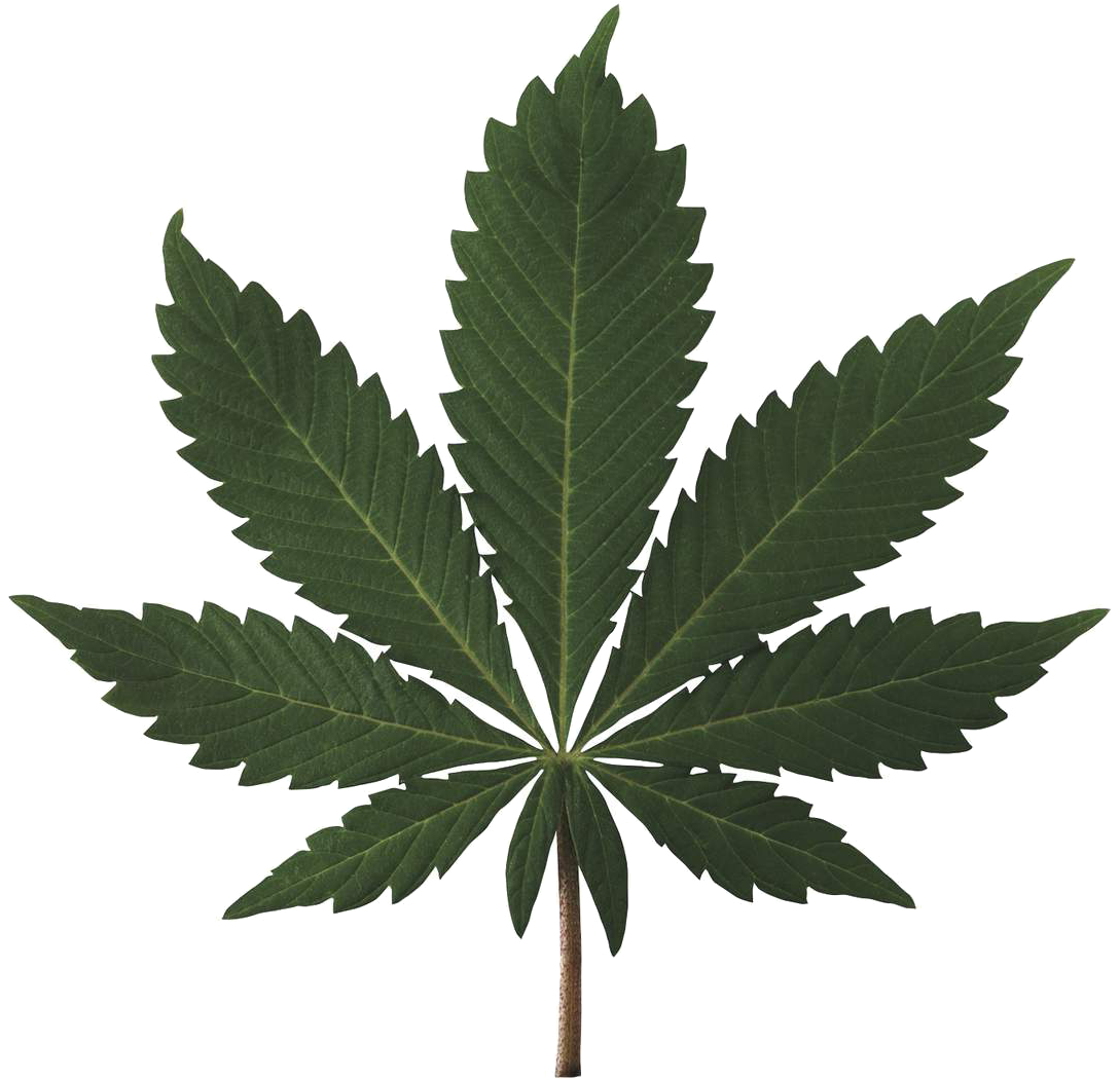 Marijuana Leaf Png (1200x1186), Png Download