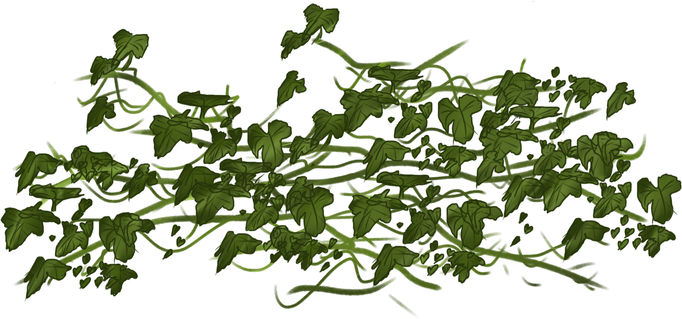 Png Vines Picture Black And White - Vine Transparent (1032x774), Png Download