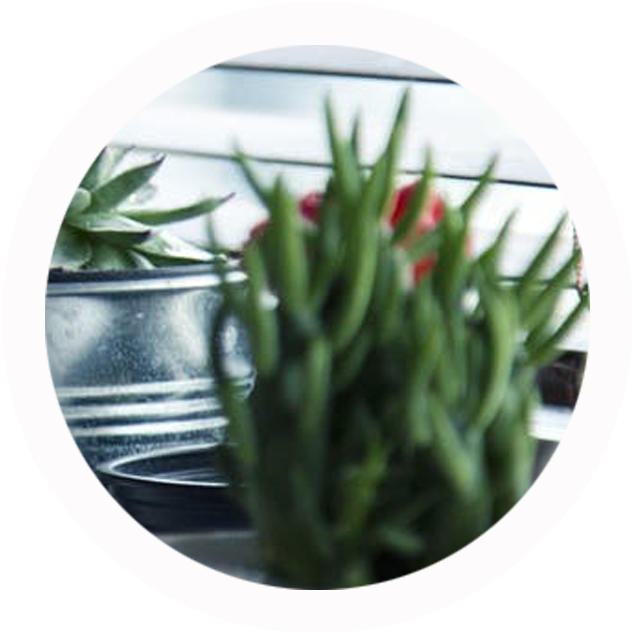 To Transfer The Drawing To My Watercolor Sketchbook, - Garden Centre: Cactus And Succulent Care: Beginner's (696x696), Png Download