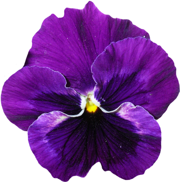 Pansy Flower Png Transparent Purple - Pansy Flower Png (400x400), Png Download