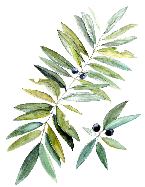 Watercolor Painting Botanical Illustration Leaf - Watercolor Botanical Png (564x744), Png Download