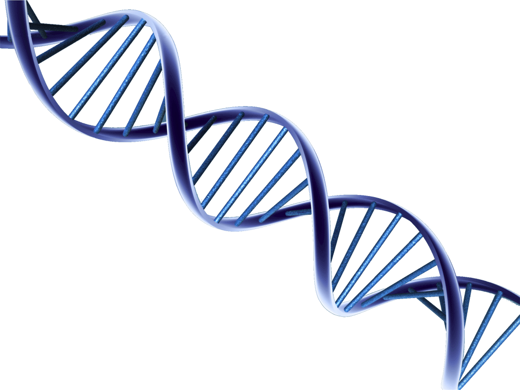 Dna Png Picture - Psa And Prostate Cancer Research (1024x768), Png Download