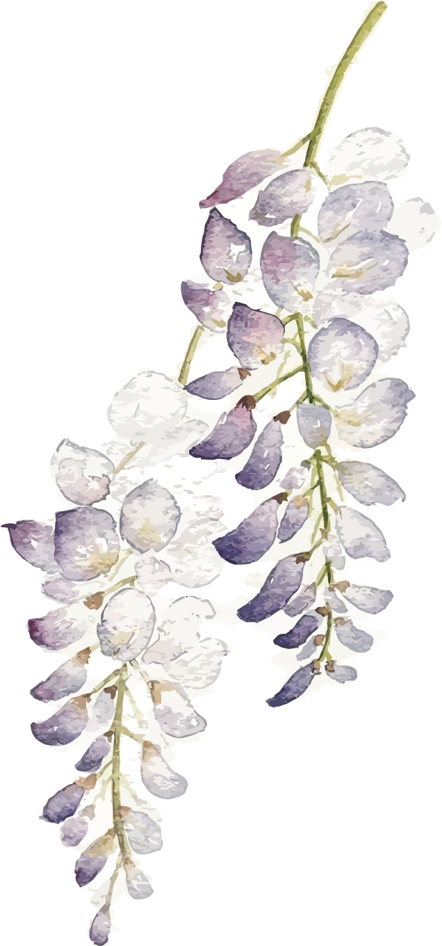 Wisteria Flower Png - Watercolor Purple Flowers Png (799x1500), Png Download