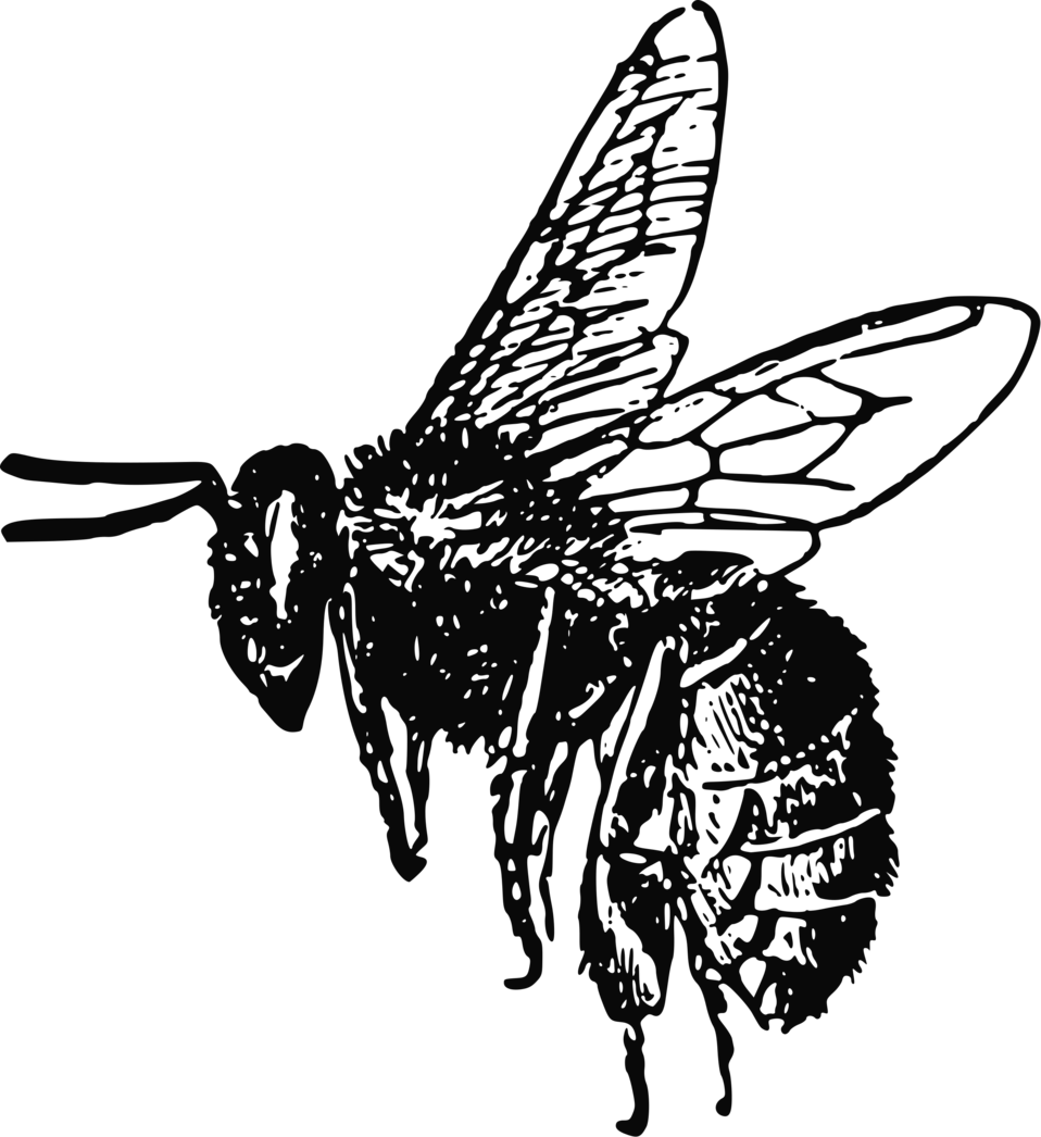Bee Free Stock Photo - Bee Clip Art (958x1046), Png Download