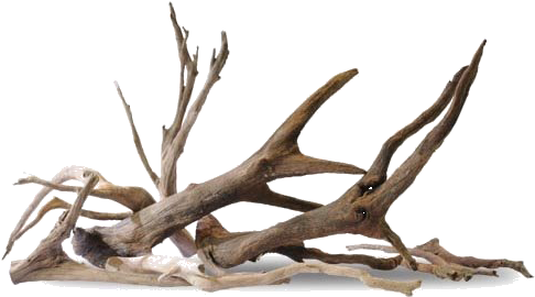 Shape Minifiss Bonsai Canada - Aquarium (500x500), Png Download