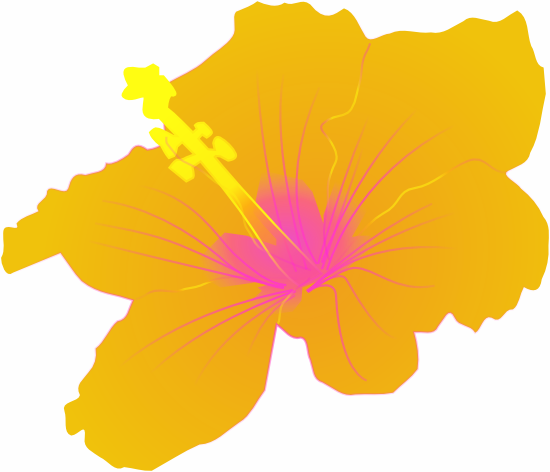 Free Flower Clipart And Graphics - Hibiscus Clip Art (550x472), Png Download