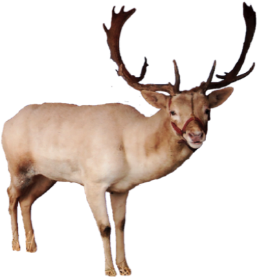 Reindeer Png Pic - Reindeer Png (407x429), Png Download