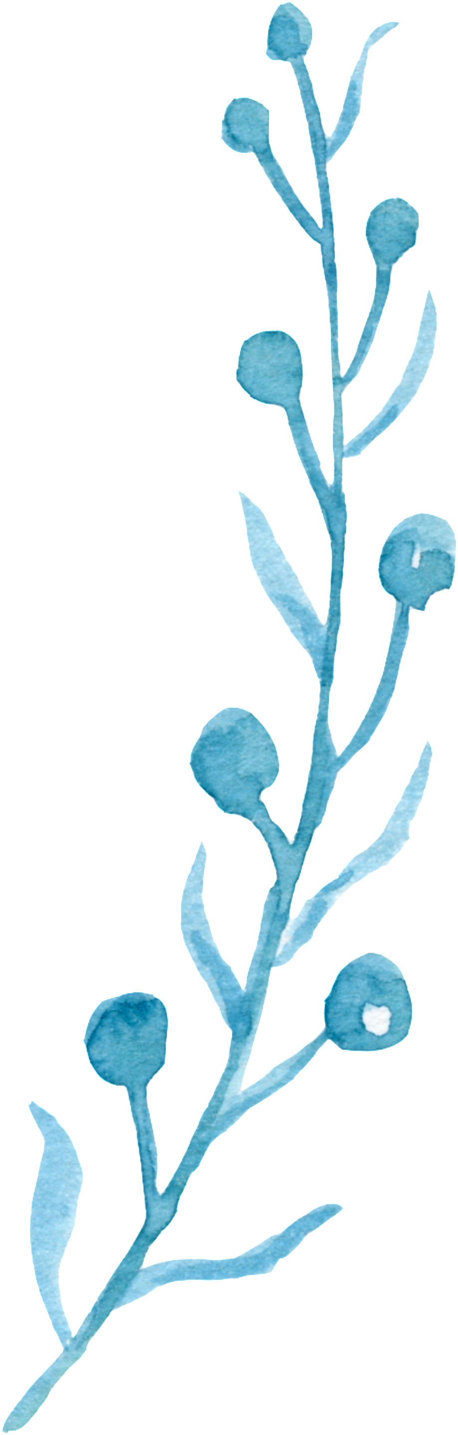 Simple Watercolor Flower Cartoon Transparent - Drawing (1024x2962), Png Download