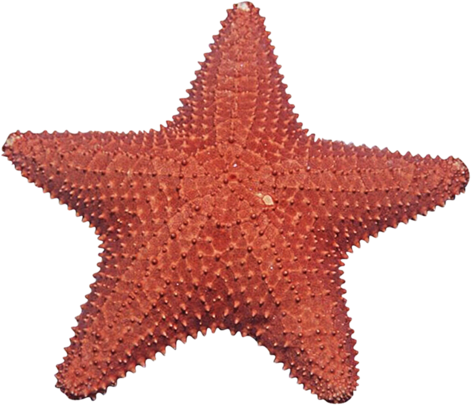 Coral Clipart Starfish - Estrelas Do Mar Em Png (958x833), Png Download