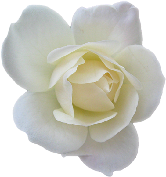 White Rose Transparent Isolated - Small White Flowers Png (500x530), Png Download