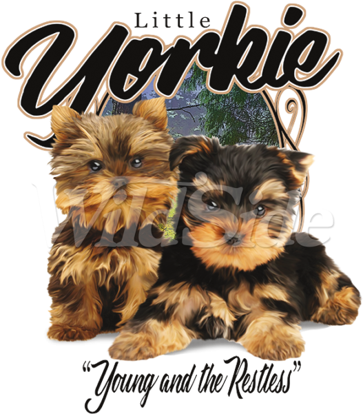 Little Yorkie Young & Restless - Yorkshire Terrier (600x600), Png Download