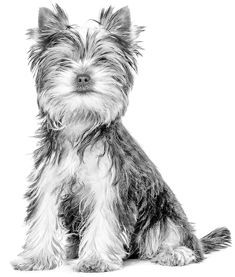 Yorkie Dog - Royal Canin 50 Años (500x575), Png Download