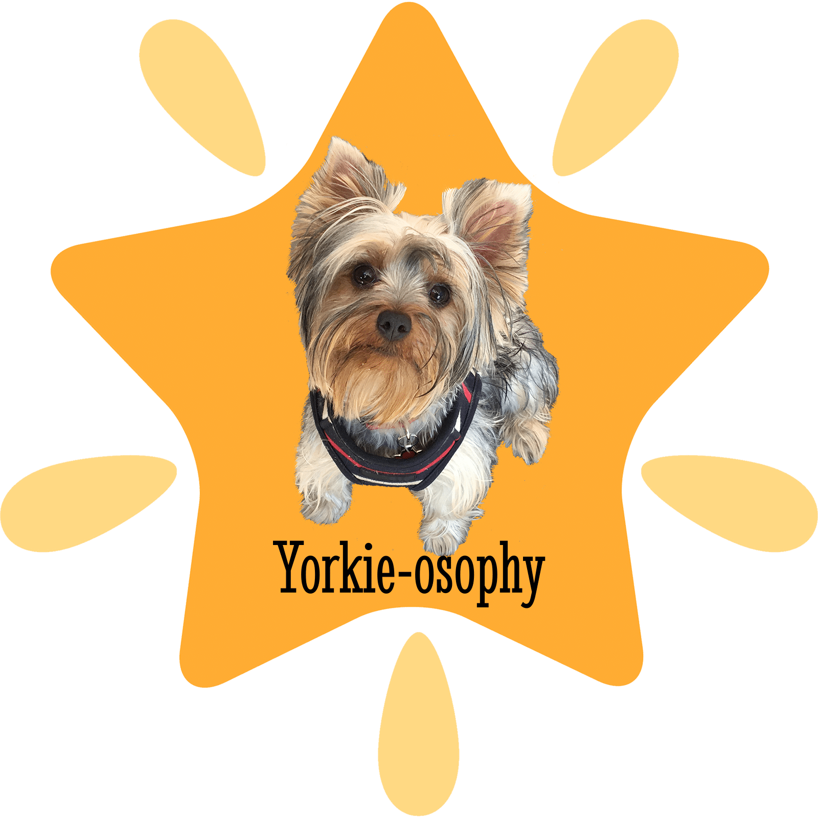 Yorkshire Terrier (1600x1600), Png Download