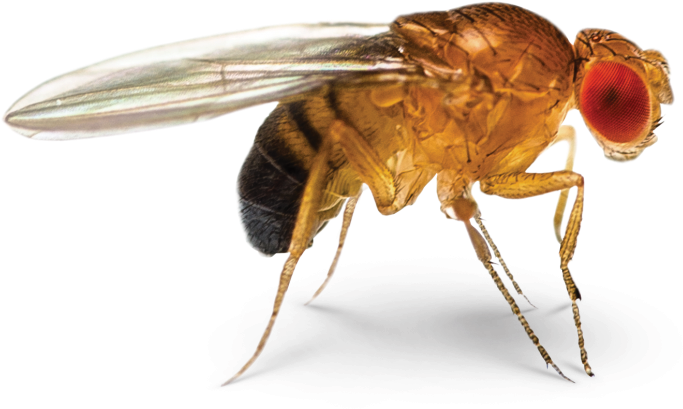 Fruit Fly Face-off - Ontogenie Drosophila Fruit Fly Earrings-science Jewelry (1600x1060), Png Download