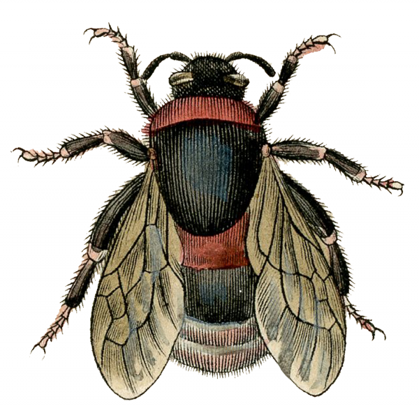 Download Fly Image Png - Antique Bee (600x582), Png Download