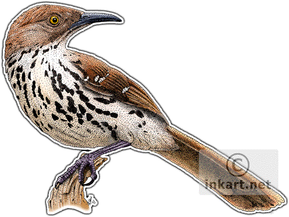 Brown Thrasher Decal - Thrasher Brown Illustration (590x443), Png Download