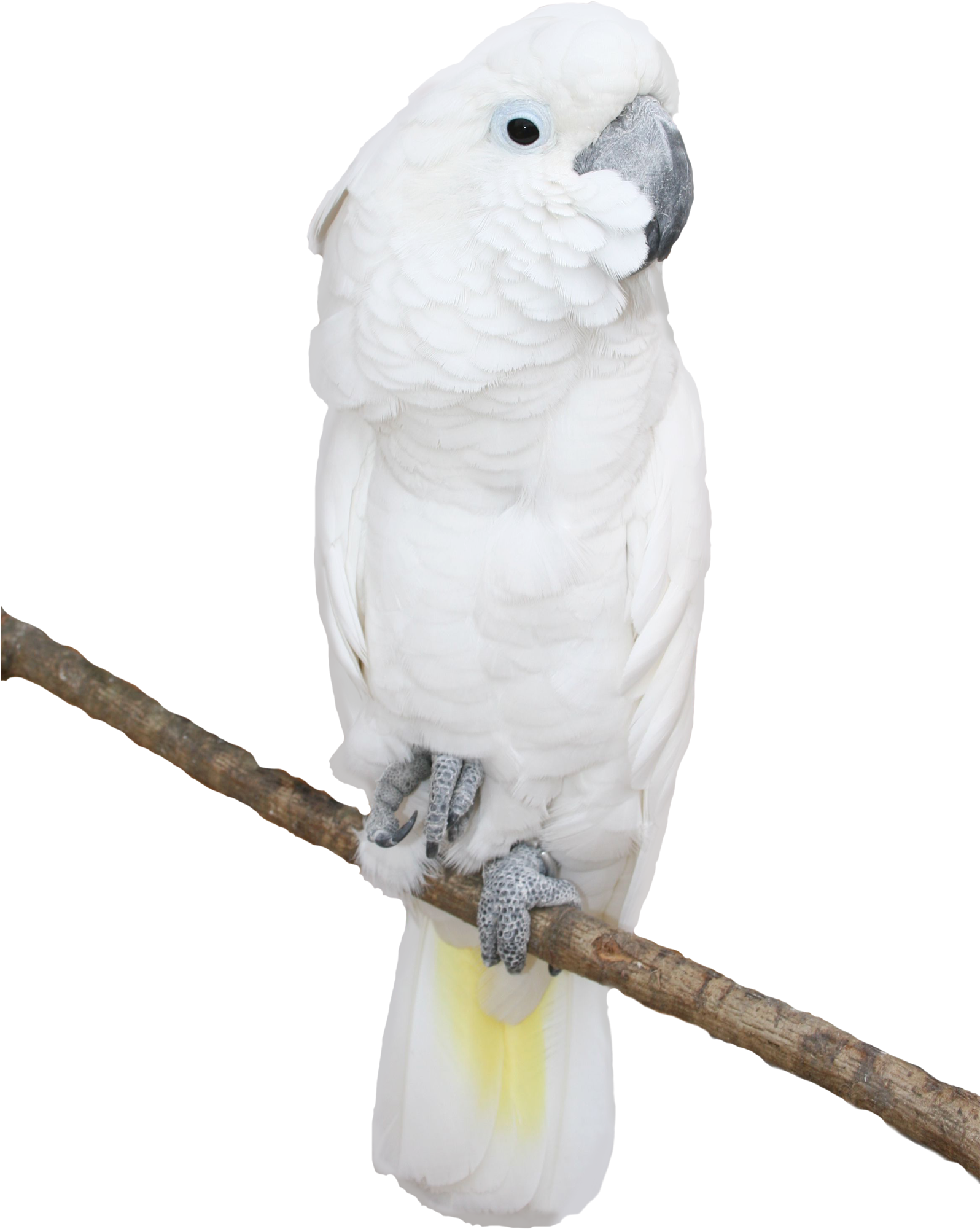 Parrot (1595x2238), Png Download