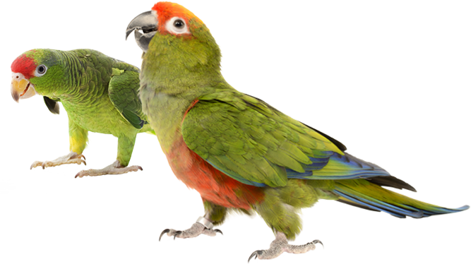 Clip Art Royalty Free Stock Birds Breeders Of Prey - Baby Parrots Transparent (667x374), Png Download