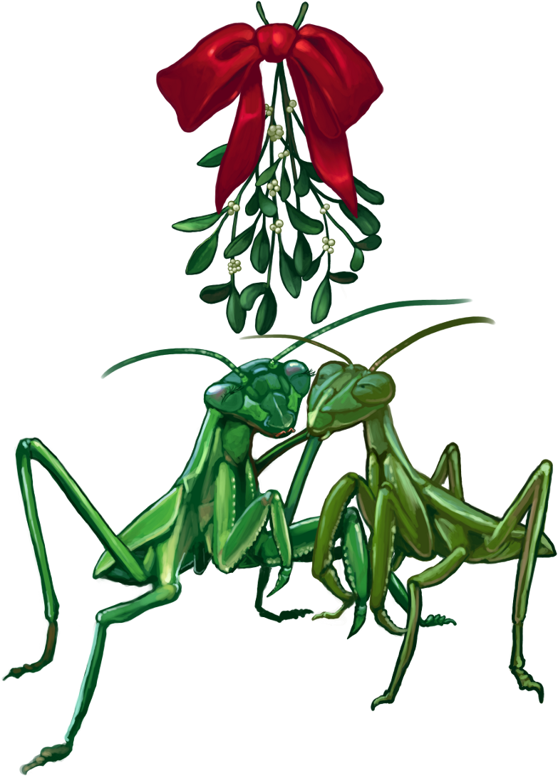 2013 Christmascard Mantis1scaled 2013 Christmascard - Mistletoe (800x1120), Png Download
