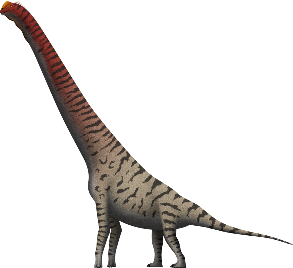 Vector Library Giraffatitan Brancai By Spinoinwonderland - Brachiosaurus Giraffatitan (935x854), Png Download