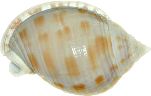 Clipart - Seashell (533x400), Png Download