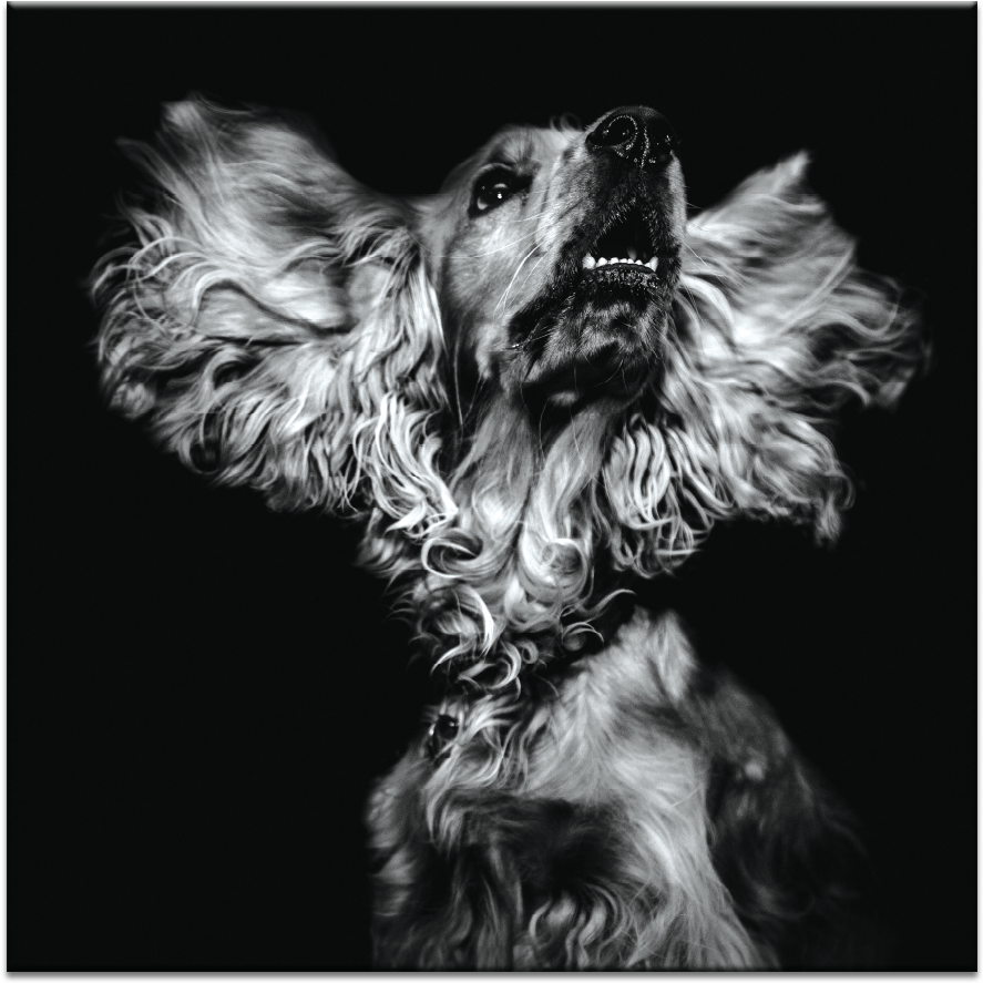 Bearded Dragon - Cuidado Con El Perro Teatro (1000x1000), Png Download
