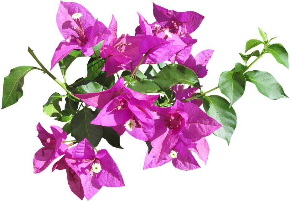 Flower, Tropical, Summer, Garden - Tropical Summer Flower (960x642), Png Download