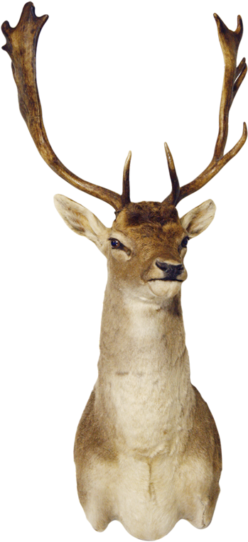 3370m Fallow Deer Shoulder Mount - Fallow Deer (550x825), Png Download