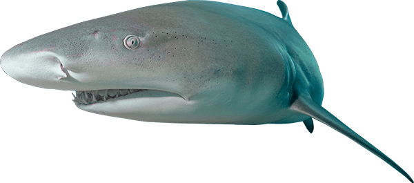 A Stocky And Powerful Shark And Can Grow To Over 3m - Book Shark Lemon (600x265), Png Download