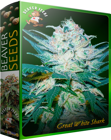 Great White Shark - Cannabis (457x548), Png Download