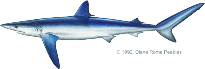 Carcharhinidae Family - Blue Shark (720x267), Png Download
