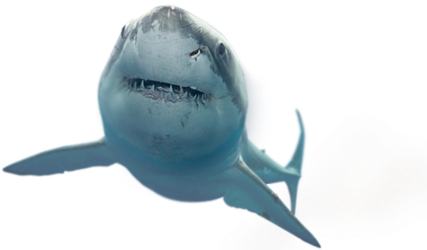 Shark - Shark Tumblr Transparent (632x356), Png Download