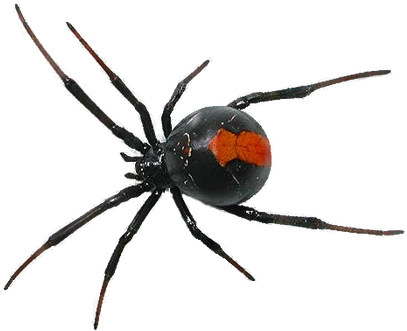 Browse Newest - Spider Png (420x350), Png Download